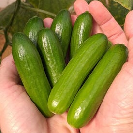 Mini Me, (F1) Organic Cucumber Seeds